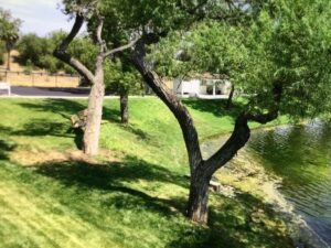 Santee Lakes Campground – Tiny Pink Cabin
